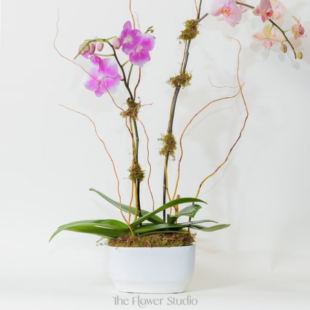 Graceful and sophisticated, this stunning orchid arrangement features two long-stemmed orchids, elegantly displayed in a sleek white ceramic pot.