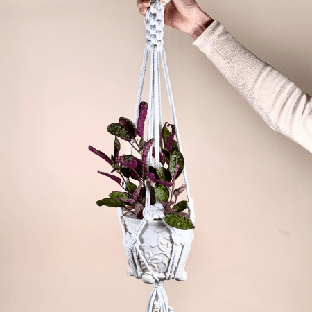Bring a touch of boho charm and natural beauty to any space with our Macramé Hanging Plant.