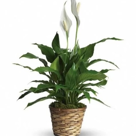 A timeless symbol of peace, comfort, and remembrance, the Peace Lily is a beautiful way to express your condolences.