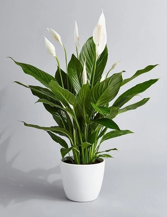 A healthy peace lily plant with large green leaves and white flowers in a white pot.