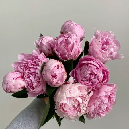 A Pink Peonies!