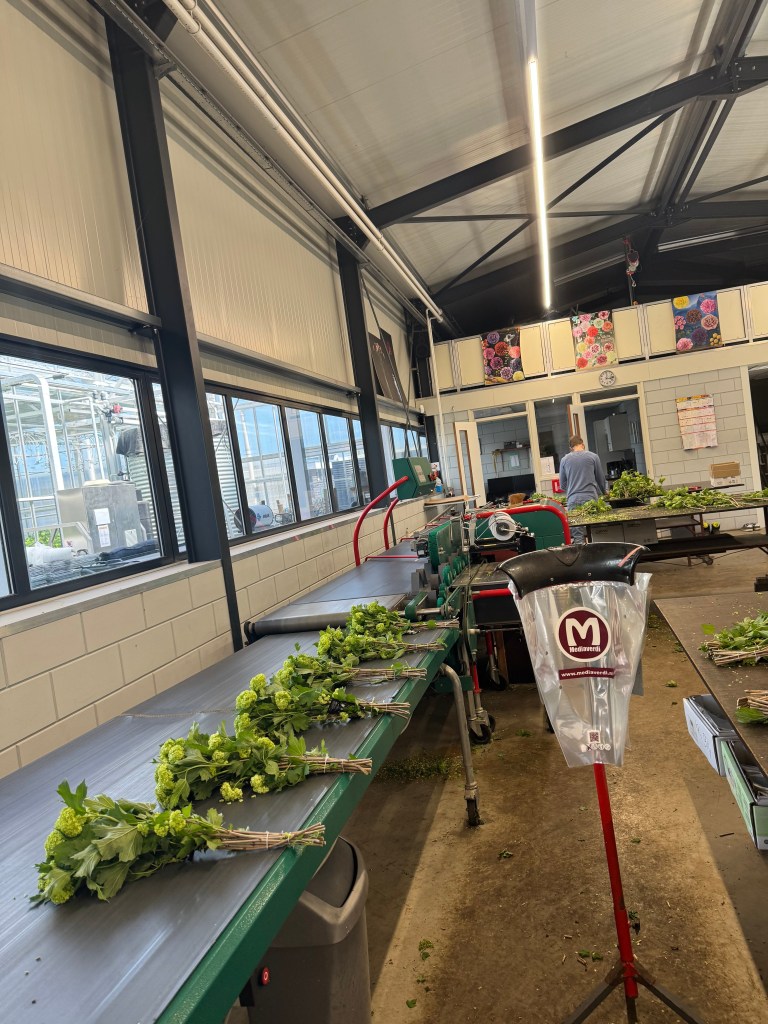 A busy workspace in a greenhouse with a conveyor belt displaying neatly arranged bundles of greenery, under bright natural light from large windows.