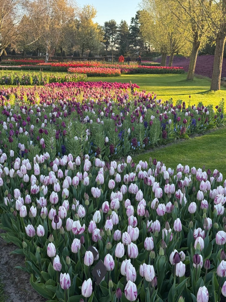 A vibrant flower garden featuring rows of blooming tulips in various colors, including pink and white, set against a backdrop of trees and green grass.
