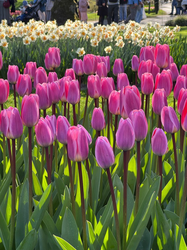 A vibrant display of pink tulips blooming in a garden, with a backdrop of white daffodils and visitors in the background.